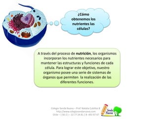 Colegio Senda Nueva – Prof. Natalia Cubillos B.
http://www.colegiosendanueva.com
Chile – ( 56-2 ) – 22 77 24 81 / 8- 493 97 47
¿Cómo
obtenemos los
nutrientes las
células?
A través del proceso de nutrición, los organismos
incorporan los nutrientes necesarios para
mantener las estructuras y funciones de cada
célula. Para lograr este objetivo, nuestro
organismo posee una serie de sistemas de
órganos que permiten la realización de las
diferentes funciones.
 