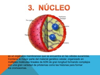 es un orgánulos membranoso que se encuentra en las células eucariotas.
Contiene la mayor parte del material genético celular, organizado en
múltiples moléculas lineales de ADN de gran longitud formando complejos
con una gran variedad de prtoteínas como las histonas para formar
los cromosomas.
 