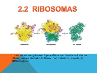 Los ribosomas son gránulos citoplasmáticos encontrados en todas las
células, y miden alrededor de 20 nm. Son portadores, además, de
ARN ribosómico
 