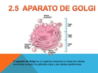 El aparato de Golgi es un orgánulo presente en todas las células
eucariotas excepto los glóbulos rojos y las células epidérmicas.
 