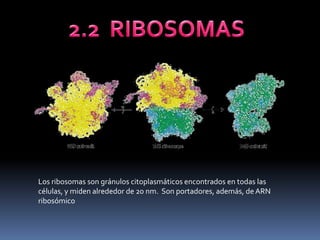 La Celula | PDF