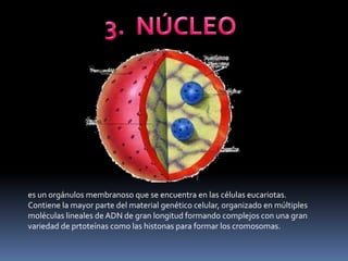 3.  NÚCLEOes un orgánulos membranoso que se encuentra en las células eucariotas. Contiene la mayor parte del material genético celular, organizado en múltiples moléculas lineales de ADN de gran longitud formando complejos con una gran variedad de prtoteínas como las histonas para formar los cromosomas. 