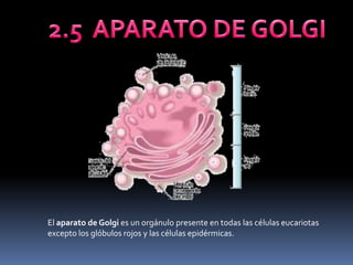 2.5  APARATO DE GOLGIEl aparato de Golgi es un orgánulopresente en todas las células eucariotas excepto los glóbulos rojos y las células epidérmicas.