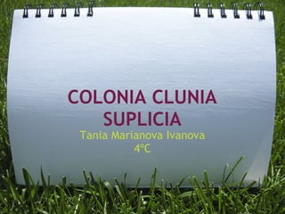 COLONIA CLUNIA
   SUPLICIA
 Tania Marianova Ivanova
           4ºC
 