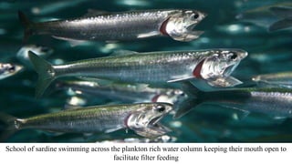 School of sardine swimming across the plankton rich water column keeping their mouth open to
facilitate filter feeding
 