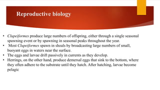 Reproductive biology
• Clupeiformes produce large numbers of offspring, either through a single seasonal
spawning event or by spawning in seasonal peaks throughout the year.
• Most Clupeiformes spawn in shoals by broadcasting large numbers of small,
buoyant eggs in waters near the surface.
• The eggs and larvae drift passively in currents as they develop.
• Herrings, on the other hand, produce demersal eggs that sink to the bottom, where
they often adhere to the substrate until they hatch. After hatching, larvae become
pelagic
 