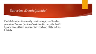 Suborder :Denticipitoidei
Caudal skeleton of extremely primitive type; small arches
present on 2 centra (bodies of vertebrae) to carry the first 3
hypural bones (fused spines of the vertebrae) of the tail fin.
1 family
 