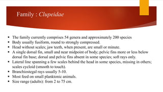 Family : Clupeidae
 The family currently comprises 54 genera and approximately 200 species
 Body usually fusiform, round to strongly compressed.
 Head without scales; jaw teeth, when present, are small or minute.
 A single dorsal fin, small and near midpoint of body; pelvic fins more or less below
dorsal fin base; dorsal and pelvic fins absent in some species; soft rays only.
 Lateral line spanning a few scales behind the head in some species, missing in others;
scales cycloid (smooth to touch).
 Branchiostegal rays usually 5-10.
 Most feed on small planktonic animals.
 Size range (adults): from 2 to 75 cm.
 