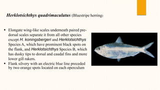 Herklotsichthys quadrimaculatus (Bluestripe herring)
 Elongate wing-like scales underneath paired pre-
dorsal scales separate it from all other species
except H. koningsbergeri and Herklotsichthys
Species A, which have prominent black spots on
the flank, and Herklotsichthys Species B, which
has dusky tips to dorsal and caudal fins and more
lower gill rakers.
 Flank silvery with an electric blue line preceded
by two orange spots located on each operculum
 