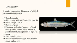 Amblygaster
3 species representing this genera of which 2
are found in Indian coast
 Opercle smooth
 Gill opening with two fleshy out- growths
 Pelvic finrays 8 or 9
 Back blue/green
 Fronto parietal striae (on top of head)
usually many, 8 to 19 lower portion of
paddle-shaped 2nd supramaxilla equal to
upper
 Gillrakers 26 to 43
 Predorsal scales forming a well-defined
single median row
 