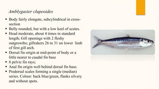 Amblygaster clupeoides
 Body fairly elongate, subcylindrical in cross-
section
 Belly rounded, but with a low keel of scutes.
 Head moderate, about 4 times in standard
length; Gill openings with 2 fleshy
outgrowths; gillrakers 26 to 31 on lower limb
of first gill arch.
 Dorsal fin origin at mid-point of body or a
little nearer to caudal fin base
 8 pelvic fin rays;
 Anal fin origin well behind dorsal fin base.
 Predorsal scales forming a single (median)
series. Colour: back blue/green, flanks silvery
and without spots.
 