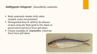 Amblygaster leiogaster (Smoothbelly sardinella)
 Body moderately slender, belly rather
rounded, scutes not prominent.
 Distinguished from A. sirm by the absence
of spots along the flank (gold in life, black on
preservation) and fewer lower gill rakers.
 Closely resembles A. clupeoides, which has
fewer lower gill rakers.
 