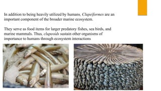 In addition to being heavily utilized by humans, Clupeiformes are an
important component of the broader marine ecosystem.
They serve as food items for larger predatory fishes, sea birds, and
marine mammals. Thus, clupeoids sustain other organisms of
importance to humans through ecosystem interactions
 