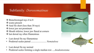 Subfamily: Dorosomatinae
 Branchiostegal rays 4 to 8
 scutes present
 Anal fin short (less than 30 rays)
 lower jaw not prominent
 Mouth inferior, lower jaw flared at corners
 last dorsal ray often filamentous
• Last dorsal fin ray filamentous
• Predorsal scales paired .......................... Nematalosa
• Last dorsal fin ray normal
• Predorsal scales forming a single median row ....Anodontostoma
 