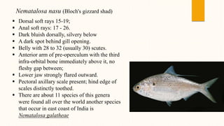 Nematalosa nasu (Bloch's gizzard shad)
 Dorsal soft rays 15-19;
 Anal soft rays: 17 - 26.
 Dark bluish dorsally, silvery below
 A dark spot behind gill opening.
 Belly with 28 to 32 (usually 30) scutes.
 Anterior arm of pre-operculum with the third
infra-orbital bone immediately above it, no
fleshy gap between;
 Lower jaw strongly flared outward.
 Pectoral axillary scale present; hind edge of
scales distinctly toothed.
 There are about 11 species of this genera
were found all over the world another species
that occur in east coast of India is
Nematalosa galatheae
 