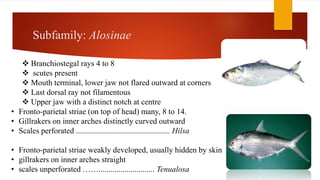 Subfamily: Alosinae
 Branchiostegal rays 4 to 8
 scutes present
 Mouth terminal, lower jaw not flared outward at corners
 Last dorsal ray not filamentous
 Upper jaw with a distinct notch at centre
• Fronto-parietal striae (on top of head) many, 8 to 14.
• Gillrakers on inner arches distinctly curved outward
• Scales perforated ............................................... Hilsa
• Fronto-parietal striae weakly developed, usually hidden by skin
• gillrakers on inner arches straight
• scales unperforated ……............................ Tenualosa
 