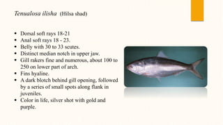 Tenualosa ilisha (Hilsa shad)
 Dorsal soft rays 18-21
 Anal soft rays 18 - 23.
 Belly with 30 to 33 scutes.
 Distinct median notch in upper jaw.
 Gill rakers fine and numerous, about 100 to
250 on lower part of arch.
 Fins hyaline.
 A dark blotch behind gill opening, followed
by a series of small spots along flank in
juveniles.
 Color in life, silver shot with gold and
purple.
 
