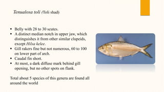 Tenualosa toli (Toli shad)
 Belly with 28 to 30 scutes.
 A distinct median notch in upper jaw, which
distinguishes it from other similar clupeids,
except Hilsa kelee.
 Gill rakers fine but not numerous, 60 to 100
on lower part of arch.
 Caudal fin short.
 At most, a dark diffuse mark behind gill
opening, but no other spots on flank.
Total about 5 species of this genera are found all
around the world
 