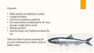 Engraulis
• Body normal, not tapering to a point,
• Caudal fin forked
• Anal fin not joined to caudal fin
• No scutes before or behind pelvic fin base
(except a single pelvic scute)
• Maxilla tip blunt
• Anal fin origin well behind last dorsal fin
ray
There are about 9 species occurring all
over the world and non of them occurs in
Indian waters
 