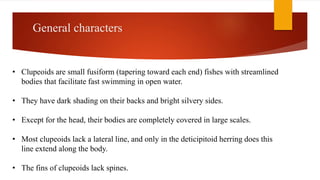 General characters
• Clupeoids are small fusiform (tapering toward each end) fishes with streamlined
bodies that facilitate fast swimming in open water.
• They have dark shading on their backs and bright silvery sides.
• Except for the head, their bodies are completely covered in large scales.
• Most clupeoids lack a lateral line, and only in the deticipitoid herring does this
line extend along the body.
• The fins of clupeoids lack spines.
 