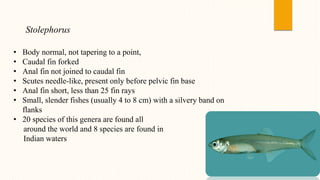 Stolephorus
• Body normal, not tapering to a point,
• Caudal fin forked
• Anal fin not joined to caudal fin
• Scutes needle-like, present only before pelvic fin base
• Anal fin short, less than 25 fin rays
• Small, slender fishes (usually 4 to 8 cm) with a silvery band on
flanks
• 20 species of this genera are found all
around the world and 8 species are found in
Indian waters
 