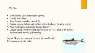 Thryssa
• Body normal, not tapering to a point,
• Caudal fin forked
• Anal fin not joined to caudal fin
• Scutes present before and behind pelvic fin base, forming a keel
• Anal fin longer, with more than 25 fin rays
• Larger, more compressed fishes (usually 10 to 14 cm), with a dark
humeral area behind gill opening
About 24 species occurs all around the world and
11 species occurs in India
 