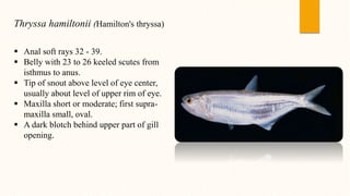 Thryssa hamiltonii (Hamilton's thryssa)
 Anal soft rays 32 - 39.
 Belly with 23 to 26 keeled scutes from
isthmus to anus.
 Tip of snout above level of eye center,
usually about level of upper rim of eye.
 Maxilla short or moderate; first supra-
maxilla small, oval.
 A dark blotch behind upper part of gill
opening.
 