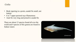 Coilia
• Body tapering to a point, caudal fin small, not
forked
• 6 or 7 upper pectoral rays filamentous
• Anal fin very long and joined to caudal fin
There are about 13 species found all over the
world and 4 species of this genera are found in
Indian waters
 