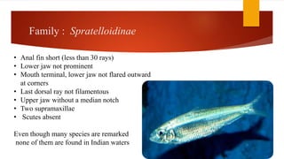 Family : Spratelloidinae
• Anal fin short (less than 30 rays)
• Lower jaw not prominent
• Mouth terminal, lower jaw not flared outward
at corners
• Last dorsal ray not filamentous
• Upper jaw without a median notch
• Two supramaxillae
• Scutes absent
Even though many species are remarked
none of them are found in Indian waters
 