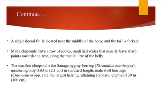 Continue…
• A single dorsal fin is located near the middle of the body, and the tail is forked.
• Many clupeoids have a row of scutes, modified scales that usually have sharp
points towards the rear, along the medial line of the belly.
• The smallest cluepoid is the Sanaga pygmy herring (Thrattidion noctivagus),
measuring only 0.83 in (2.1 cm) in standard length; male wolf herrings
(Chirocentrus spp.) are the largest herring, attaining standard lengths of 39 in
(100 cm).
 