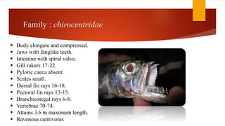 Family : chirocentridae
 Body elongate and compressed.
 Jaws with fanglike teeth.
 Intestine with spiral valve.
 Gill rakers 17-22.
 Pyloric caeca absent.
 Scales small.
 Dorsal fin rays 16-18.
 Pectoral fin rays 13-15.
 Branchiostegal rays 6-8.
 Vertebrae 70-74.
 Attains 3.6 m maximum length.
 Ravenous carnivores
 