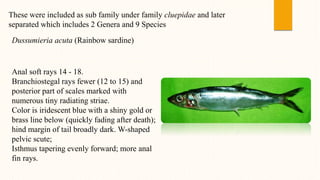 These were included as sub family under family cluepidae and later
separated which includes 2 Genera and 9 Species
Dussumieria acuta (Rainbow sardine)
Anal soft rays 14 - 18.
Branchiostegal rays fewer (12 to 15) and
posterior part of scales marked with
numerous tiny radiating striae.
Color is iridescent blue with a shiny gold or
brass line below (quickly fading after death);
hind margin of tail broadly dark. W-shaped
pelvic scute;
Isthmus tapering evenly forward; more anal
fin rays.
 