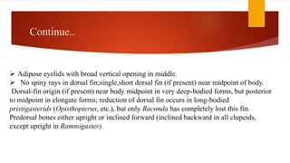  Adipose eyelids with broad vertical opening in middle.
 No spiny rays in dorsal fin;single,short dorsal fin (if present) near midpoint of body.
Dorsal-fin origin (if present) near body midpoint in very deep-bodied forms, but posterior
to midpoint in elongate forms; reduction of dorsal fin occurs in long-bodied
pristigasterids (Opisthopterus, etc.), but only Raconda has completely lost this fin.
Predorsal bones either upright or inclined forward (inclined backward in all clupeids,
except upright in Ramnogaster).
Continue..
 