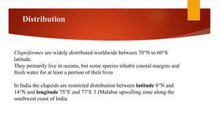 Distribution
Clupeiformes are widely distributed worldwide between 70°N to 60°S
latitude.
They primarily live in oceans, but some species inhabit coastal margins and
fresh water for at least a portion of their lives
In India the clupeids are restricted distribution between latitude 8°N and
14°N and longitude 75°E and 77°E 3 (Malabar upwelling zone along the
southwest coast of India
 
