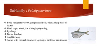 Subfamily : Pristigasterinae
 Body moderately deep, compressed belly with a sharp keel of
scutes.
 Head large, lower jaw strongly projecting,
 Eye large
 Dorsal fin short
 Anal fin long.
 Scales with vertical striae overlapping at centre or continuous.
 