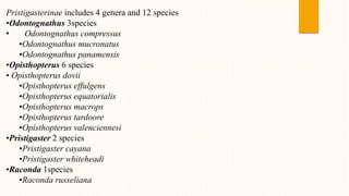 Pristigasterinae includes 4 genera and 12 species
•Odontognathus 3species
• Odontognathus compressus
•Odontognathus mucronatus
•Odontognathus panamensis
•Opisthopterus 6 species
• Opisthopterus dovii
•Opisthopterus effulgens
•Opisthopterus equatorialis
•Opisthopterus macrops
•Opisthopterus tardoore
•Opisthopterus valenciennesi
•Pristigaster 2 species
•Pristigaster cayana
•Pristigaster whiteheadi
•Raconda 1species
•Raconda russeliana
 