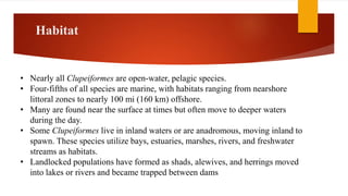 Habitat
• Nearly all Clupeiformes are open-water, pelagic species.
• Four-fifths of all species are marine, with habitats ranging from nearshore
littoral zones to nearly 100 mi (160 km) offshore.
• Many are found near the surface at times but often move to deeper waters
during the day.
• Some Clupeiformes live in inland waters or are anadromous, moving inland to
spawn. These species utilize bays, estuaries, marshes, rivers, and freshwater
streams as habitats.
• Landlocked populations have formed as shads, alewives, and herrings moved
into lakes or rivers and became trapped between dams
 