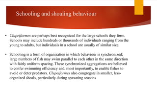 Schooling and shoaling behaviour
• Clupeiformes are perhaps best recognized for the large schools they form.
Schools may include hundreds or thousands of individuals ranging from the
young to adults, but individuals in a school are usually of similar size.
• Schooling is a form of organization in which behaviour is synchronized;
large numbers of fish may swim parallel to each other in the same direction
with fairly uniform spacing. These synchronized aggregations are believed
to confer swimming efficiency and, most importantly, to enable fishes to
avoid or deter predators. Clupeiformes also congregate in smaller, less-
organized shoals, particularly during spawning seasons
 