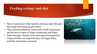 Feeding ecology and diet
• Most Clupeiformes filter feed by straining water through
their long and numerous gill rakers.
• They consume plankton, particularly small crustaceans
and the larval stages of larger crustaceans and fishes.
• Some herrings visually locate and target food particles.
Clupeoid fishes are important prey for larger fishes,
seabirds, and marine mammals
 