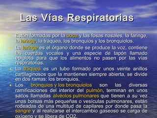 Las Vías RespiratoriasLas Vías Respiratorias
• Están formadas por laEstán formadas por la bocaboca y las fosas nasales, la faringe,y las fosas nasales, la faringe,
lala laringelaringe, la tráquea, los bronquios y los bronquiolos., la tráquea, los bronquios y los bronquiolos.
• LaLa laringelaringe es el órgano donde se produce la voz, contienees el órgano donde se produce la voz, contiene
las cuerdas vocales y una especie de tapón llamadolas cuerdas vocales y una especie de tapón llamado
epiglotis para que los alimentos no pasen por las víasepiglotis para que los alimentos no pasen por las vías
respiratorias.respiratorias.
• LaLa tráqueatráquea es un tubo formado por unos veinte anilloses un tubo formado por unos veinte anillos
cartilaginosos que la mantienen siempre abierta, se dividecartilaginosos que la mantienen siempre abierta, se divide
en dos ramas: los bronquios.en dos ramas: los bronquios.
• LosLos bronquios y los bronquiolosbronquios y los bronquiolos son las diversasson las diversas
ramificaciones del interior delramificaciones del interior del pulmónpulmón, terminan en unos, terminan en unos
sacos llamadassacos llamadas alvéolos pulmonaresalvéolos pulmonares que tienen a su vezque tienen a su vez
unas bolsas más pequeñas o vesículas pulmonares, estánunas bolsas más pequeñas o vesículas pulmonares, están
rodeadas de una multitud de capilares por donde pasa larodeadas de una multitud de capilares por donde pasa la
sangresangre y al realizarse el intercambio gaseoso se carga dey al realizarse el intercambio gaseoso se carga de
oxígeno y se libera de CO2.
 