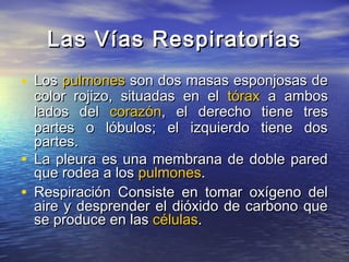 Las Vías RespiratoriasLas Vías Respiratorias
• LosLos pulmonespulmones son dos masas esponjosas deson dos masas esponjosas de
color rojizo, situadas en elcolor rojizo, situadas en el tóraxtórax a ambosa ambos
lados dellados del corazóncorazón, el derecho tiene tres, el derecho tiene tres
partes o lóbulos; el izquierdo tiene dospartes o lóbulos; el izquierdo tiene dos
partes.partes.
• La pleura es una membrana de doble paredLa pleura es una membrana de doble pared
que rodea a losque rodea a los pulmonespulmones..
• Respiración Consiste en tomar oxígeno delRespiración Consiste en tomar oxígeno del
aire y desprender el dióxido de carbono queaire y desprender el dióxido de carbono que
se produce en lasse produce en las célulascélulas..
 