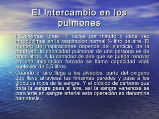 El Intercambio en losEl Intercambio en los
pulmonespulmones
• Respiramos unas 17 veces por minuto y cada vezRespiramos unas 17 veces por minuto y cada vez
introducimos en la respiración normal ½ litro de aire. Elintroducimos en la respiración normal ½ litro de aire. El
número de inspiraciones depende del ejercicio, de lanúmero de inspiraciones depende del ejercicio, de la
edad etc. la capacidad pulmonar de una persona es deedad etc. la capacidad pulmonar de una persona es de
cinco litros. A la cantidad de aire que se pueda renovarcinco litros. A la cantidad de aire que se pueda renovar
en una inspiración forzada se llama capacidad vital;en una inspiración forzada se llama capacidad vital;
suele ser de 3,5 litros.suele ser de 3,5 litros.
• Cuando el aire llega a los alvéolos, parte del oxígenoCuando el aire llega a los alvéolos, parte del oxígeno
que lleva atraviesa las finísimas paredes y pasa a losque lleva atraviesa las finísimas paredes y pasa a los
glóbulos rojos de la sangre. Y el dióxido de carbono queglóbulos rojos de la sangre. Y el dióxido de carbono que
traía la sangre pasa al aire, así la sangre venenosa setraía la sangre pasa al aire, así la sangre venenosa se
convierte en sangre arterial esta operación se denominaconvierte en sangre arterial esta operación se denomina
hematosis.hematosis.
 