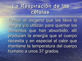 La Respiración de lasLa Respiración de las
célulascélulas
Toman el oxígeno que les lleva laToman el oxígeno que les lleva la
sangre y/o utilizan para quemar lossangre y/o utilizan para quemar los
alimentos que han absorbido, allíalimentos que han absorbido, allí
producen la energía que el cuerpoproducen la energía que el cuerpo
necesita y en especial el calor quenecesita y en especial el calor que
mantiene la temperatura del cuerpomantiene la temperatura del cuerpo
humano a unos 37 grados.humano a unos 37 grados.
 