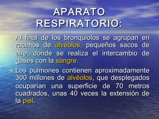 APARATOAPARATO
RESPIRATORIO:RESPIRATORIO:
• Al final de los bronquiolos se agrupan enAl final de los bronquiolos se agrupan en
racimos deracimos de alvéolos,alvéolos, pequeños sacos depequeños sacos de
aire, donde se realiza el intercambio deaire, donde se realiza el intercambio de
gases con lagases con la sangresangre..
• Los pulmones contienen aproximadamenteLos pulmones contienen aproximadamente
300 millones de300 millones de alvéolosalvéolos, que desplegados, que desplegados
ocuparían una superficie de 70 metrosocuparían una superficie de 70 metros
cuadrados, unas 40 veces la extensión decuadrados, unas 40 veces la extensión de
lala pielpiel..
 