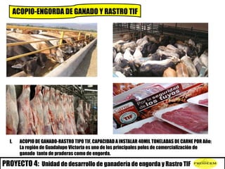 ACOPIO-ENGORDA DE GANADO Y RASTRO TIF
PROYECTO 4: Unidad de desarrollo de ganadería de engorda y Rastro TIF
I. ACOPIO DE G...