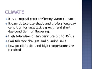  It is a tropical crop preffering warm climate
 It cannot tolerate shade and prefers long day
condition for vegetative growth and short
day condition for flowering.
 High toleration of temperature (25 to 35˚C).
 Can tolerate drought and alkaline soils
 Low precipitation and high temperature are
required
 
