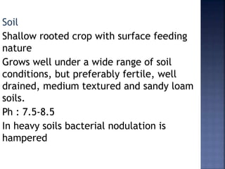 Soil
Shallow rooted crop with surface feeding
nature
Grows well under a wide range of soil
conditions, but preferably fertile, well
drained, medium textured and sandy loam
soils.
Ph : 7.5-8.5
In heavy soils bacterial nodulation is
hampered
 
