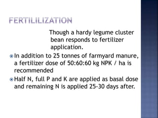 Though a hardy legume cluster
bean responds to fertilizer
application.
 In addition to 25 tonnes of farmyard manure,
a fertilizer dose of 50:60:60 kg NPK / ha is
recommended
 Half N, full P and K are applied as basal dose
and remaining N is applied 25-30 days after.
 