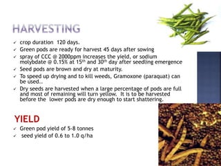  crop duration 120 days.
 Green pods are ready for harvest 45 days after sowing
 spray of CCC @ 2000ppm increases the yield, or sodium
molybdate @ 0.15% at 15th and 30th day after seedling emergence
 Seed pods are brown and dry at maturity.
 To speed up drying and to kill weeds, Gramoxone (paraquat) can
be used..
 Dry seeds are harvested when a large percentage of pods are full
and most of remaining will turn yellow. It is to be harvested
before the lower pods are dry enough to start shattering.
YIELD
 Green pod yield of 5-8 tonnes
 seed yield of 0.6 to 1.0 q/ha
 