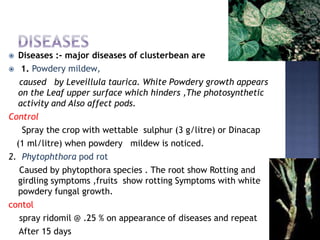  Diseases :- major diseases of clusterbean are
 1. Powdery mildew,
caused by Leveillula taurica. White Powdery growth appears
on the Leaf upper surface which hinders ,The photosynthetic
activity and Also affect pods.
Control
Spray the crop with wettable sulphur (3 g/litre) or Dinacap
(1 ml/litre) when powdery mildew is noticed.
2. Phytophthora pod rot
Caused by phytopthora species . The root show Rotting and
girdling symptoms ,fruits show rotting Symptoms with white
powdery fungal growth.
contol
spray ridomil @ .25 % on appearance of diseases and repeat
After 15 days
 